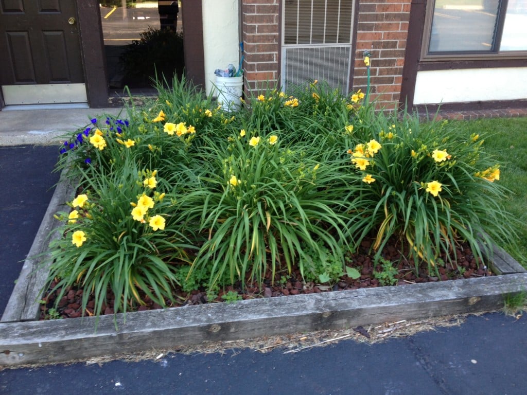 Shrub Bed